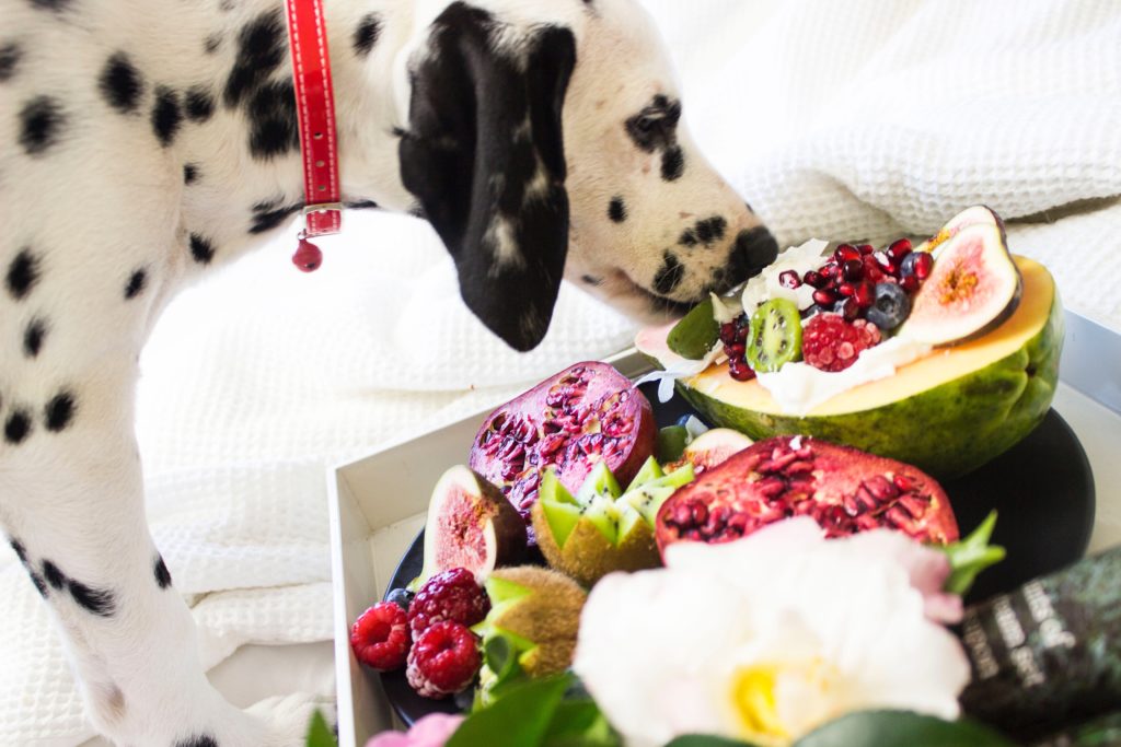 Dalmatian eating fruit