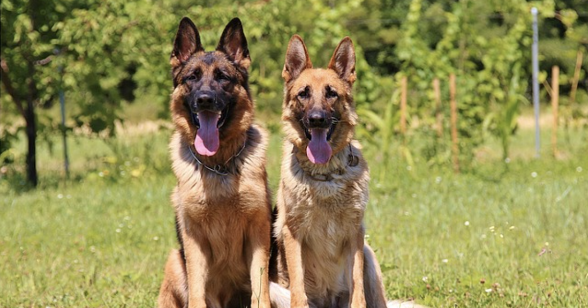 10 Dog Breeds That Make The Best Guard Dogs