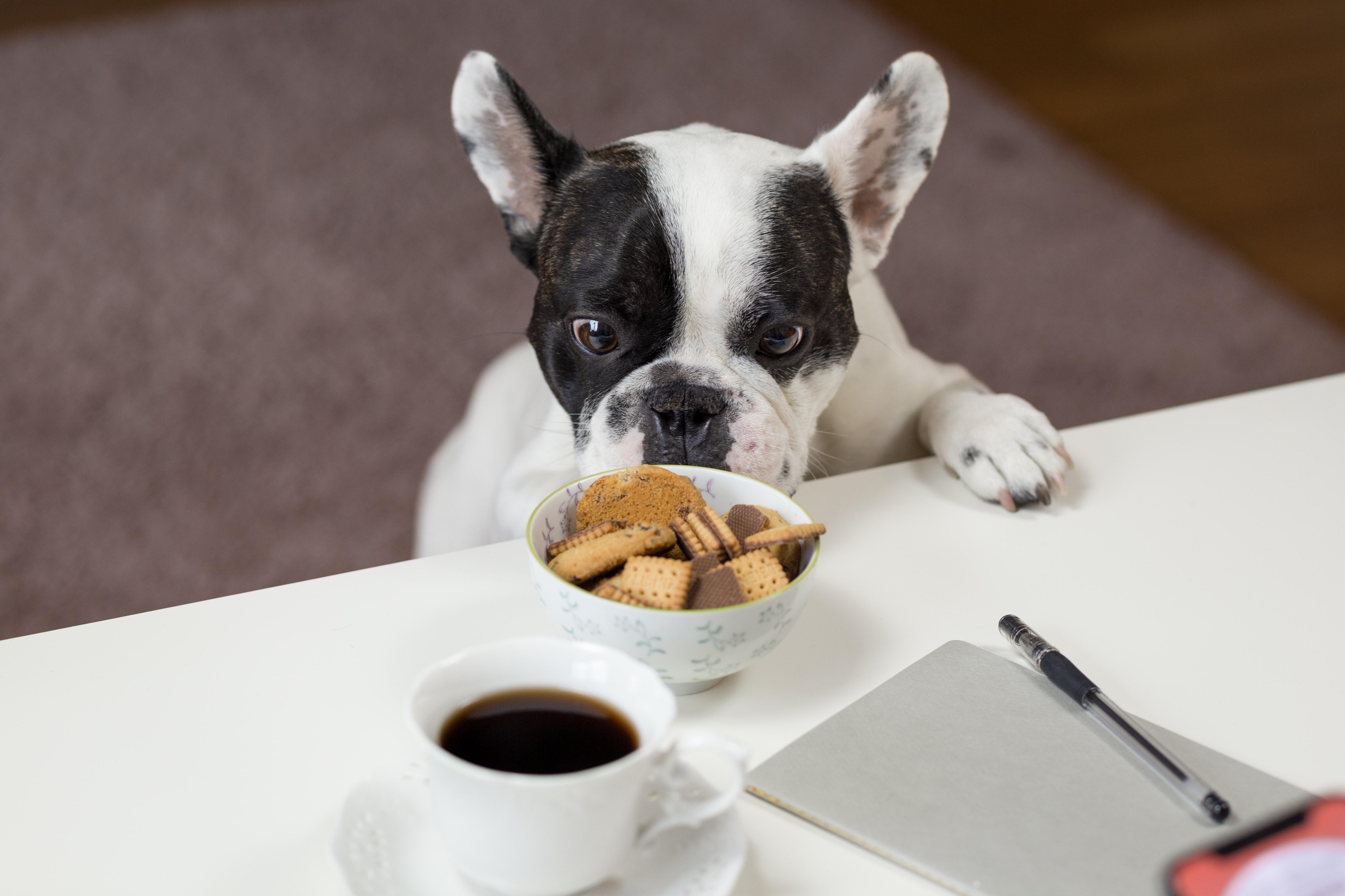 dog staring at food