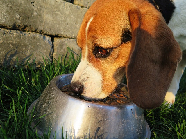 Beagle eating from food bowl