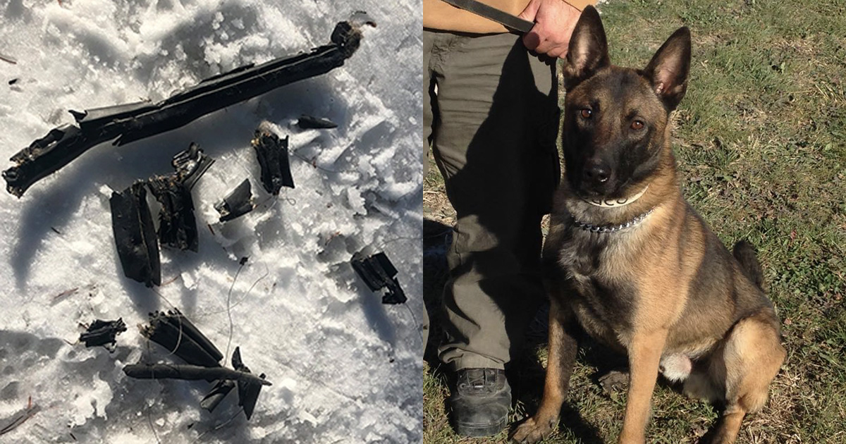 K9’s Outrageous Disregard For Police Property Leads To “Arrest”