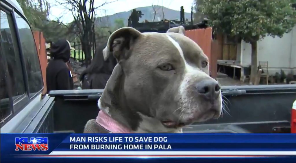 Watch Man Risk His Life to Save His Dog in Raging Fire - iHeartDogs.com