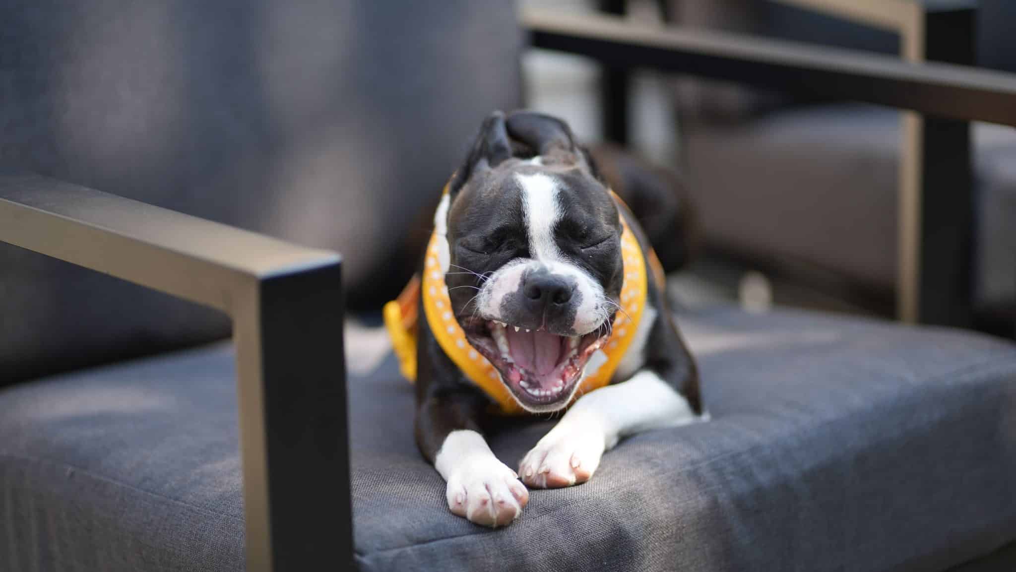 11 Hacks for Fresh Breath for Your Fur Baby