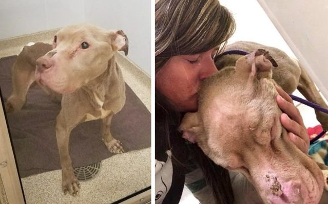 Rescuer Comforts Dying Stray Through The Night So He Won't Pass Away Alone