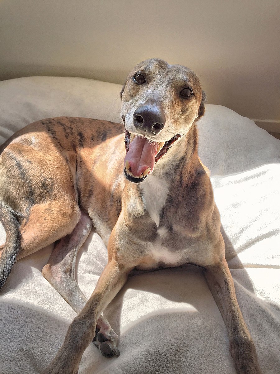 greyhound-dog-smiling