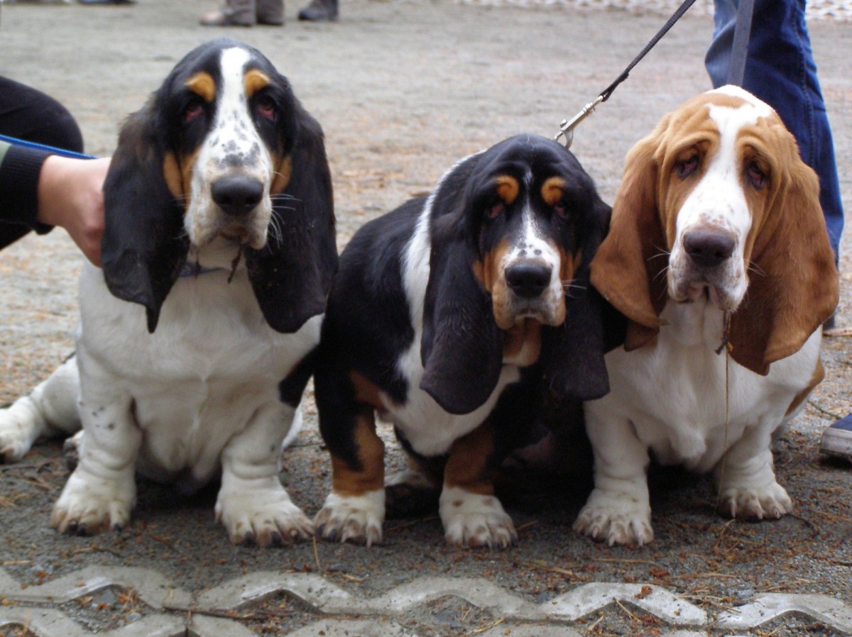 basset-hound-dog-breed