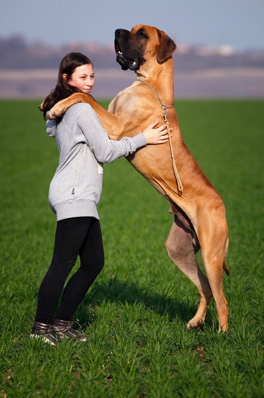 great-dane-dog-hugging-person