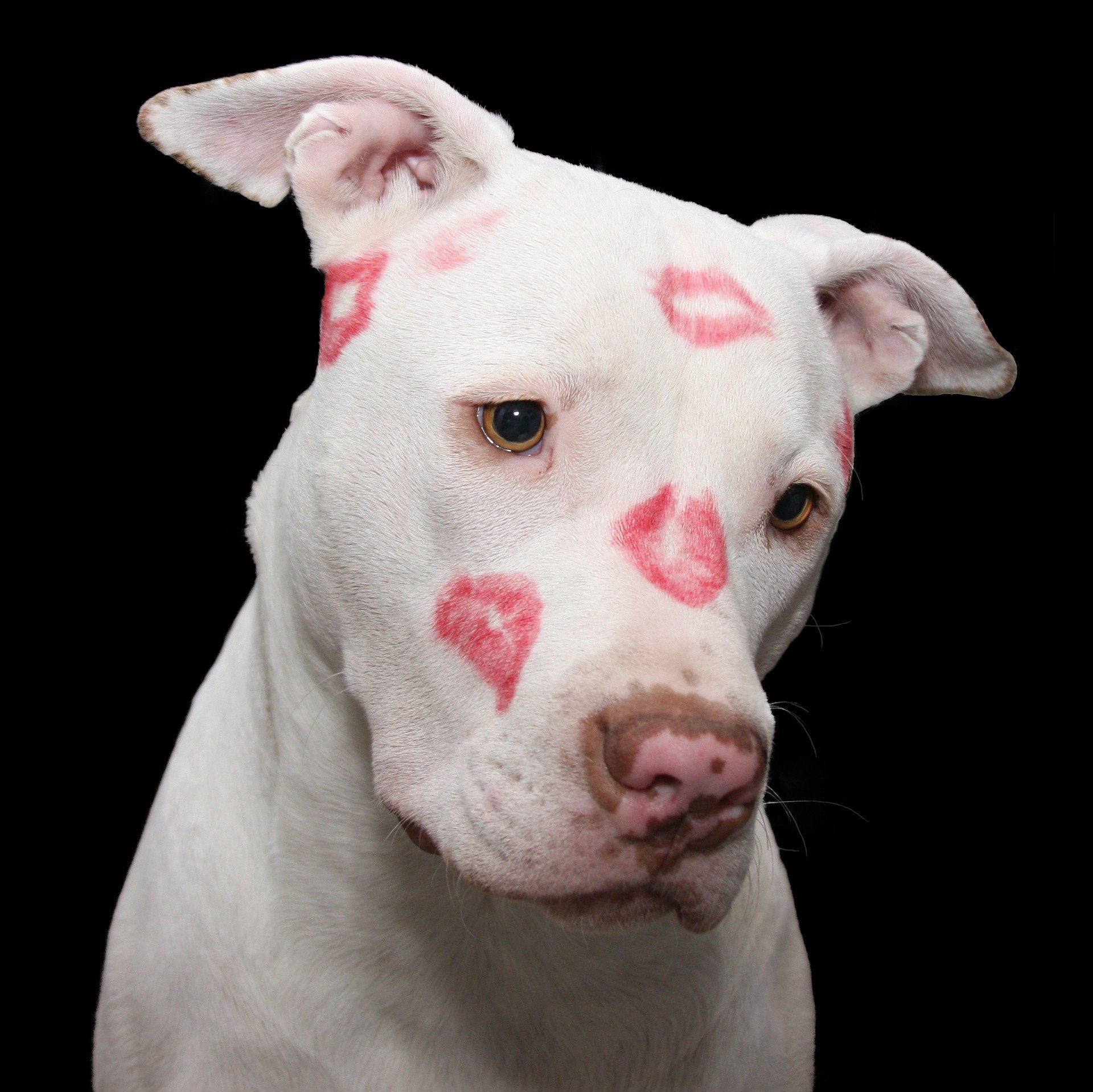 american-staffordshire-terrier-kisses