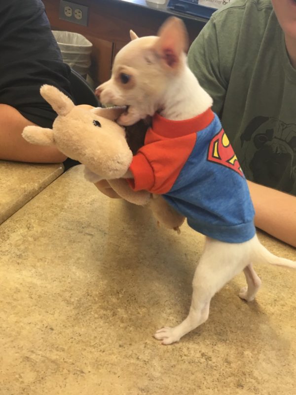Tony Hawk, the super hero pup, showing his cape off for everyone to see. (Photo by Austin Animal Center)