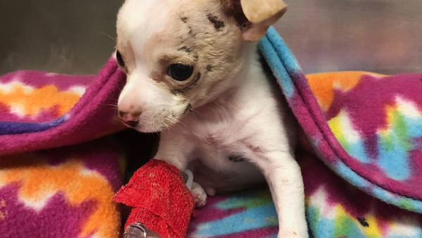 Tony Hawk, the death-defying Chihuahua, wrapped in a cuddly blanket: finally safe. (Picture by Austin Animal Center)