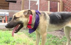 G2, the brave pup who survived cruel treatment, enjoying her new life. (Photo by CBS 4 News Rio Grande Valley / YouTube)