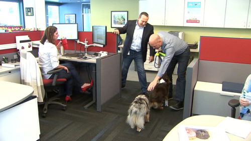 Dogs at the office