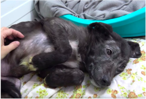 Minna terrified pup gets a belly rub