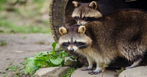 Two raccoons in tree