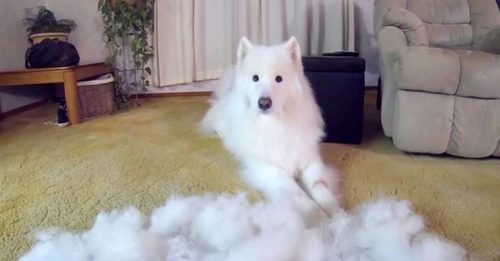 Dad Brushed A Mountain Of Fur Off His Fluffy Dog