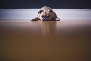 pug lying on floor