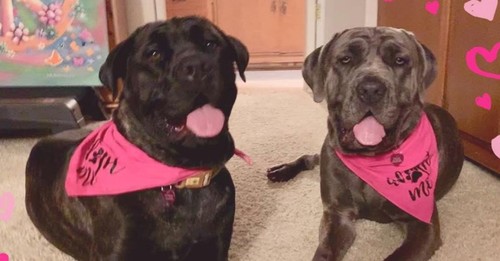 Mastiff Pair Survives High Speed Chase, Seeks New Home Together