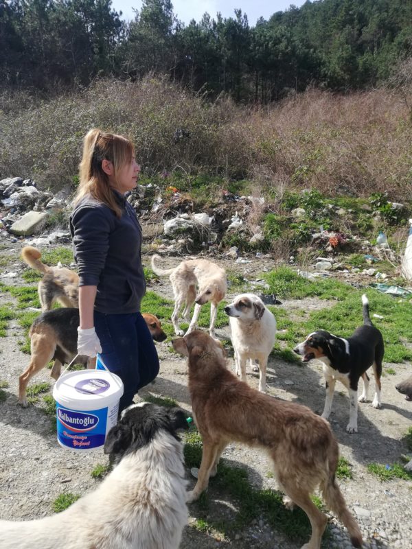 Sebahat supplies the homeless pups with food, water, and shelter on a daily basis. (Photo by Sebahat Hanifeoglu)