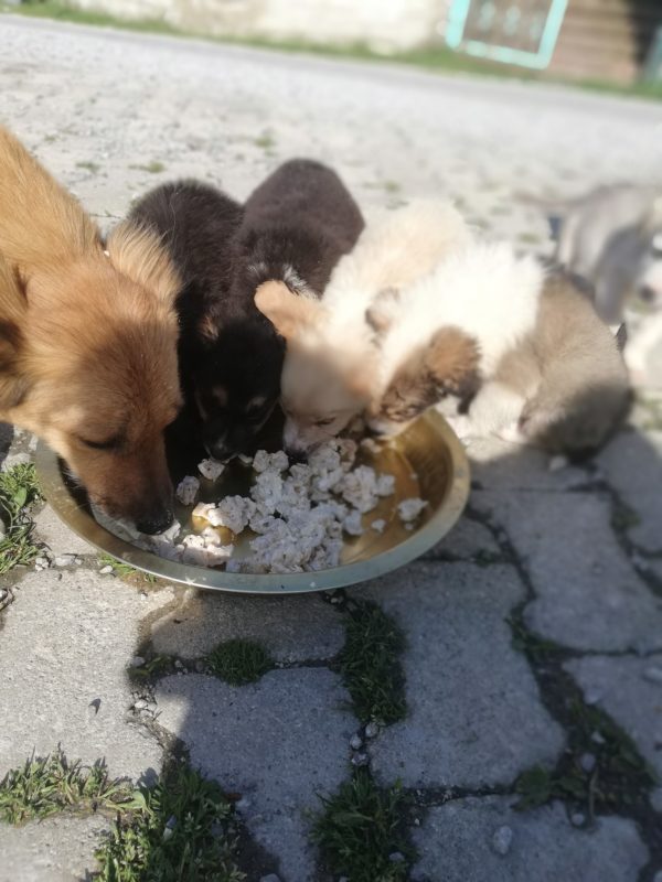 The pups are always excited to eat the food Sebahat brings. (Photo by Sebahat Hanifeoglu)