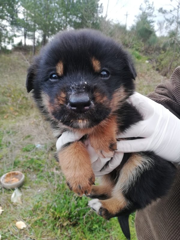 Sebahat struggles daily to save the lives of puppies like the one shown in this picture. (Photo by Sebahat Hanifeoglu)