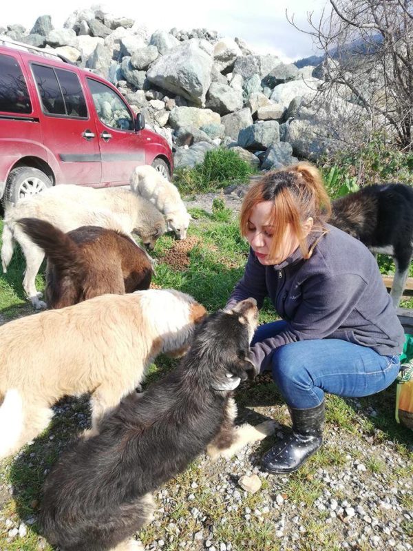 Sebahat is always flocked with hungry pups when she arrives on the scene. (Photo by Sebahat Hanifeoglu)