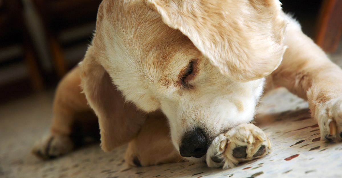 Why Do Dogs Lick Their Paws Constantly? Causes & Remedies