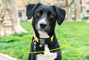 PetWireDaily — Fi GPS Tracker Brings Lost Dogs Home