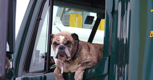 Dog hanging out of car window