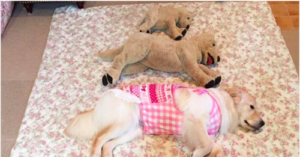 Dogs and stuffed animals