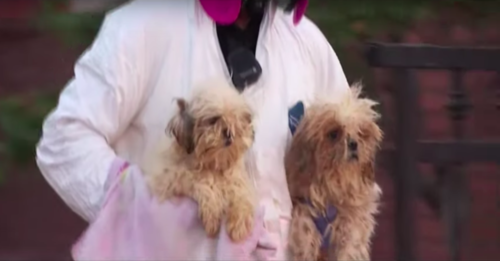 Dogs rescued from home in Orange