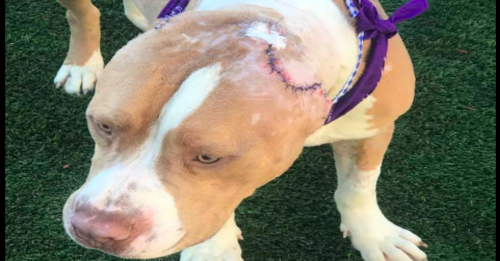Franky the Pit Bull on the mend
