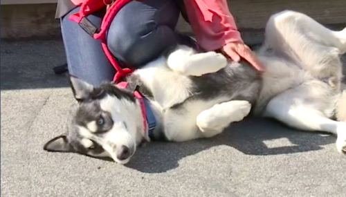 Husky at a shelter