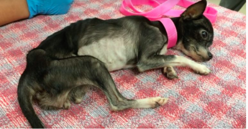 Mia suffers from neglect