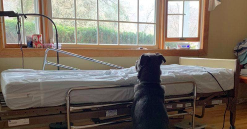 Heartbroken Pup Sits Vigil at His Father’s Hospital Bed Waiting for Love