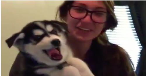 Try Not to Laugh at This ‘Talking’ Husky Puppy