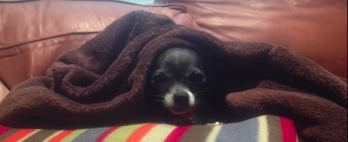 Mia cuddling under a blanket