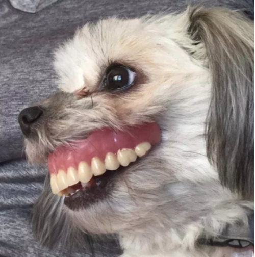 Maggie wearing dentures