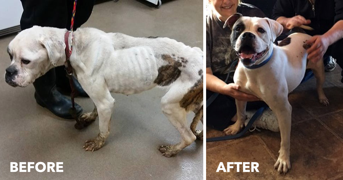 Dog Suffers Neglect And Abuse, But IHeartDogs Customers Helped Give Her ...