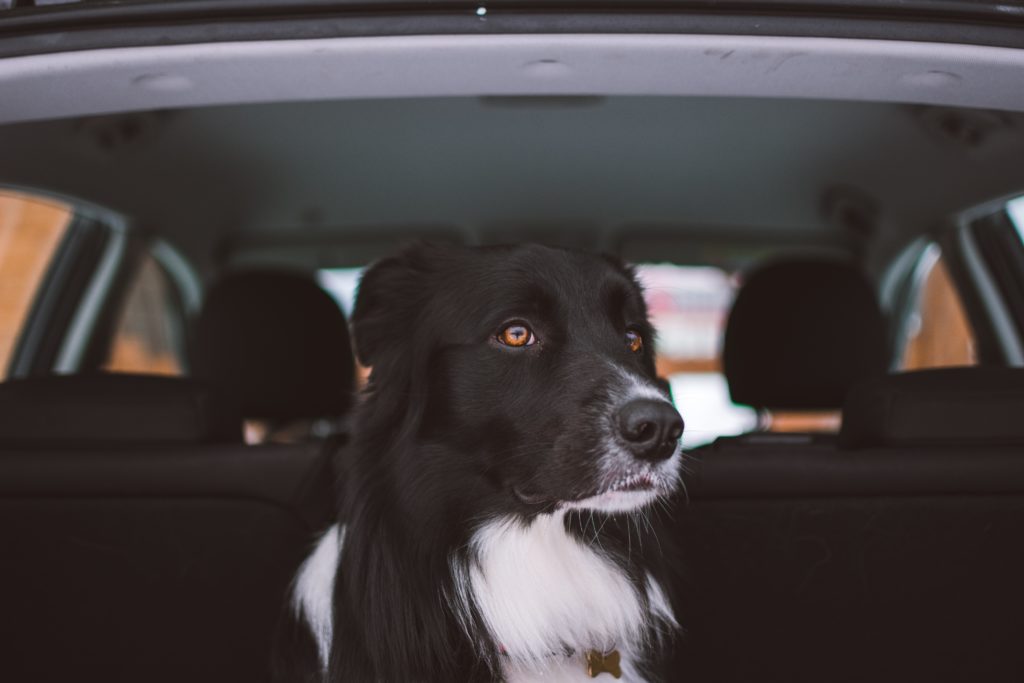 Dog staring out car window