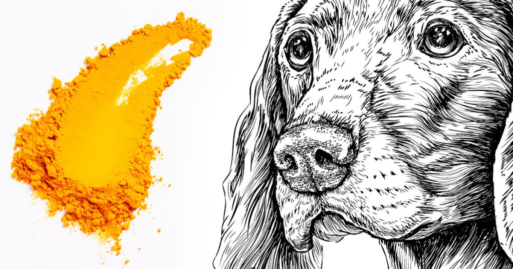 6 Compelling Reasons To Give Your Senior Dog Turmeric Daily