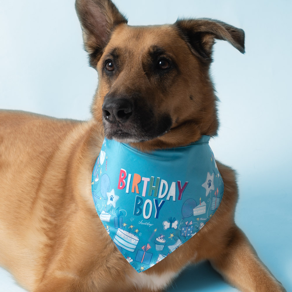birthday boy dog bandana