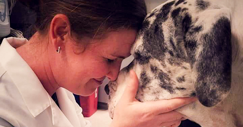 Angel Gives Great Dane With Terminal Cancer The Best Gift Ever