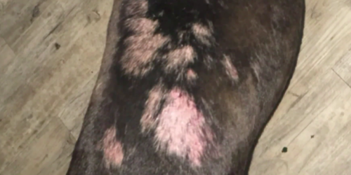 Dog missing fur from mold