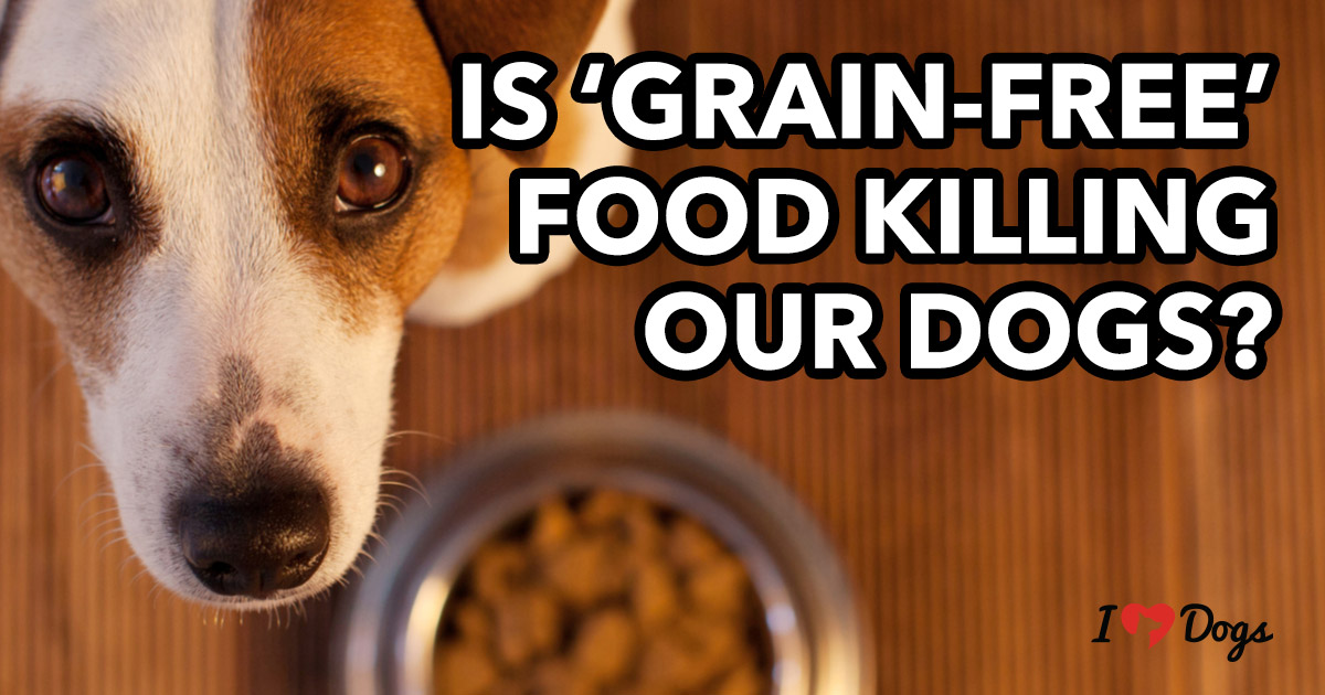 should i be feeding my dog grain free food