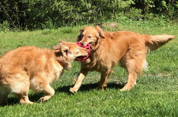 two golden's playing