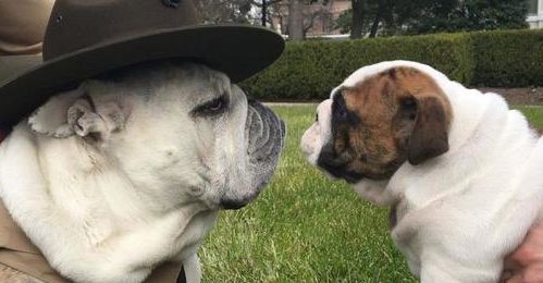 Meet Lance Corporal Chesty XV, the Marine Corps' Cutest Member