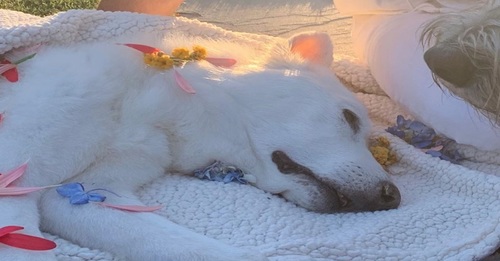 Jennifer Aniston and Justin Theroux Give Terminally Ill Dog a Beautiful Goodbye