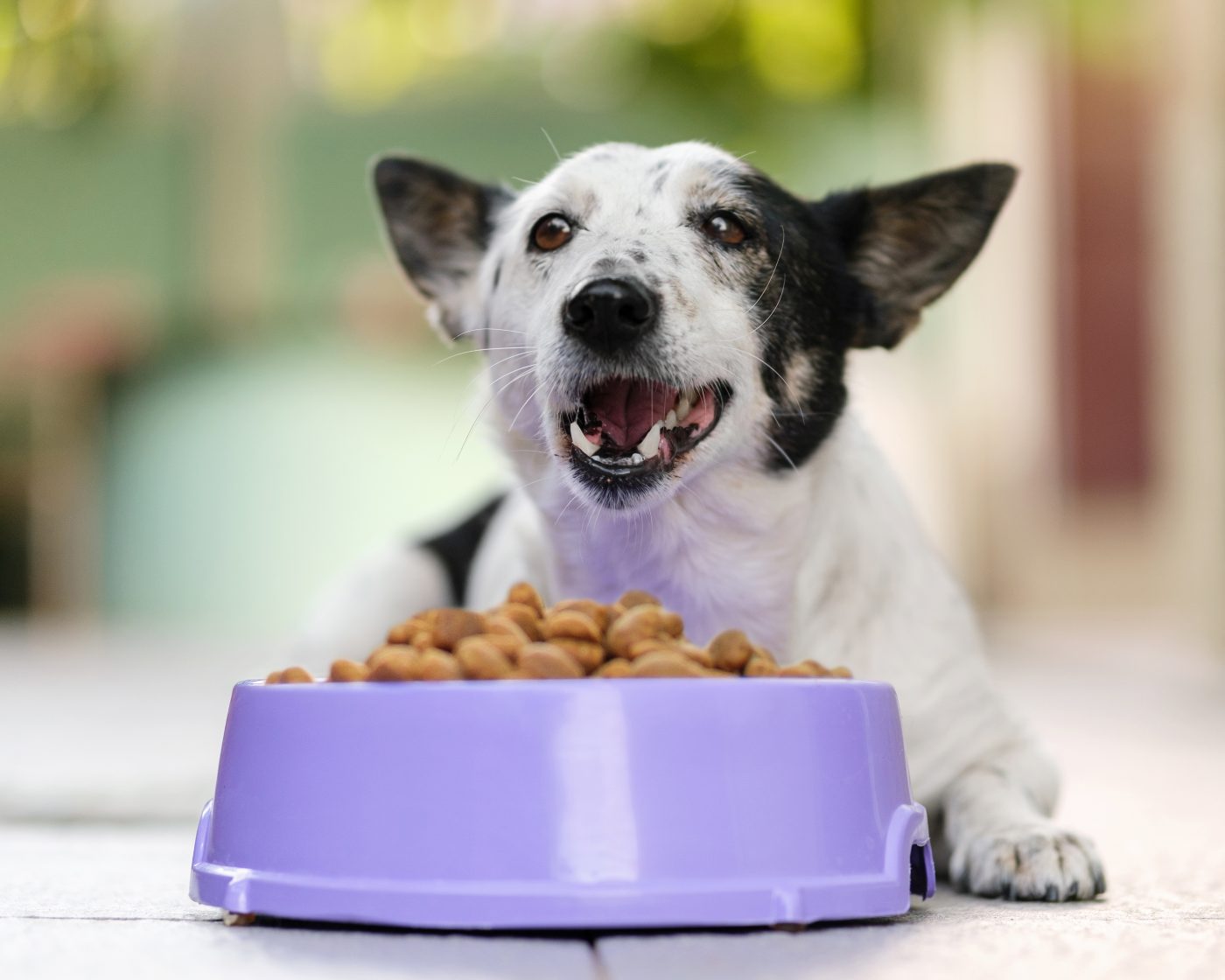 Dog eating dry food