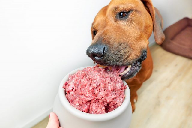 Dog eating raw food
