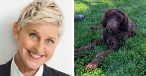 Ellen DeGeneres Puppy